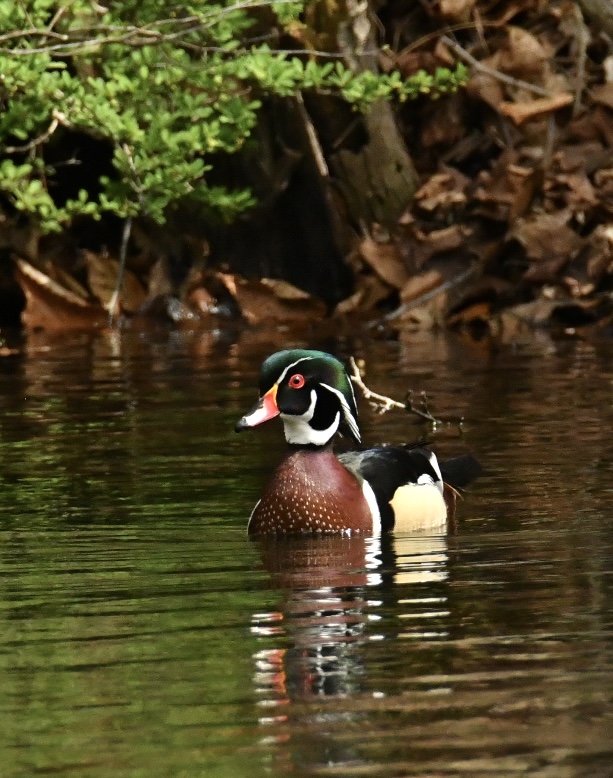 A picture of a mallard duck with a bright green head floating on the water in Snydersville, surrounded by wooded foliage in the background.