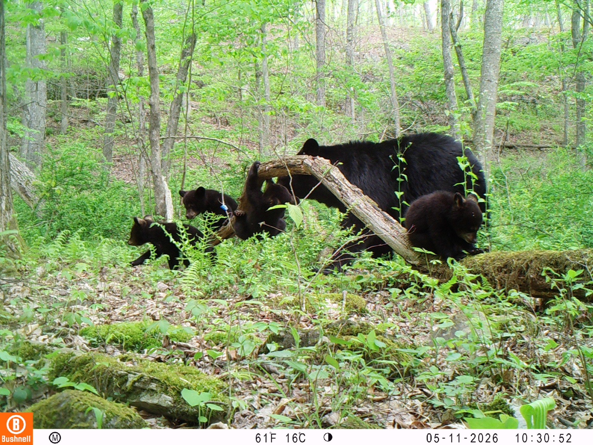 Trail camera footage of a female black bear and her four bear cubs walking through a wooded area.