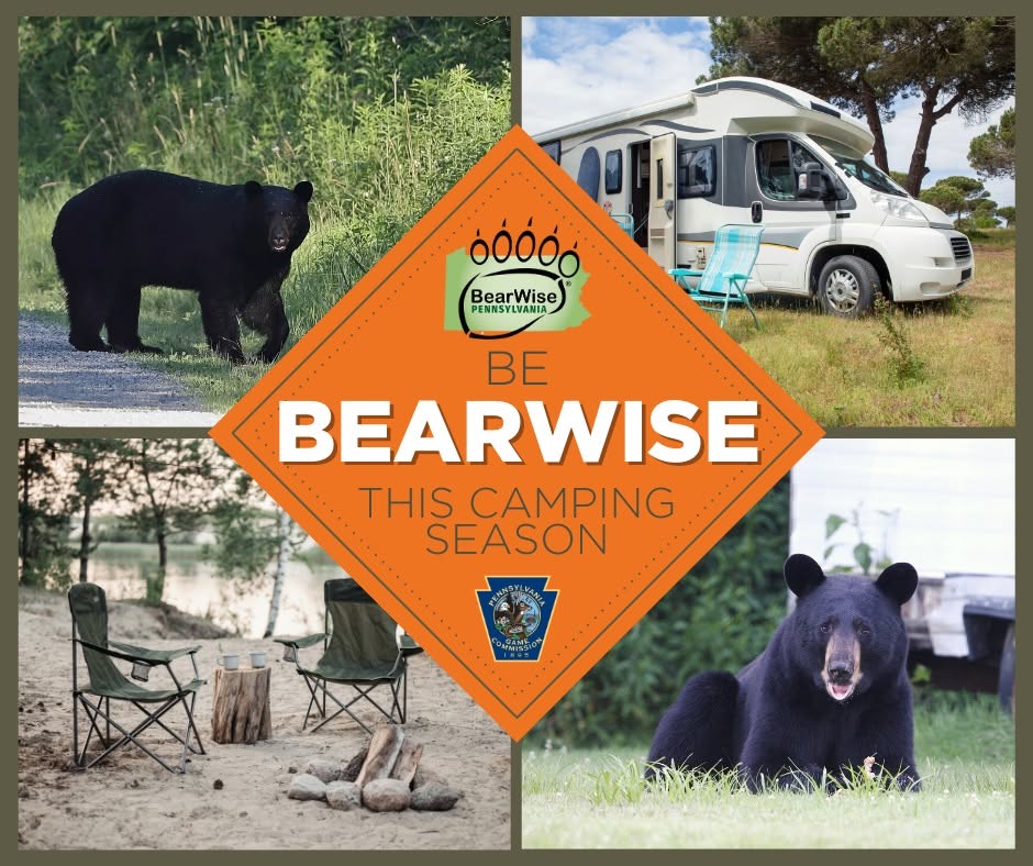 Collage of bears and camping scenes