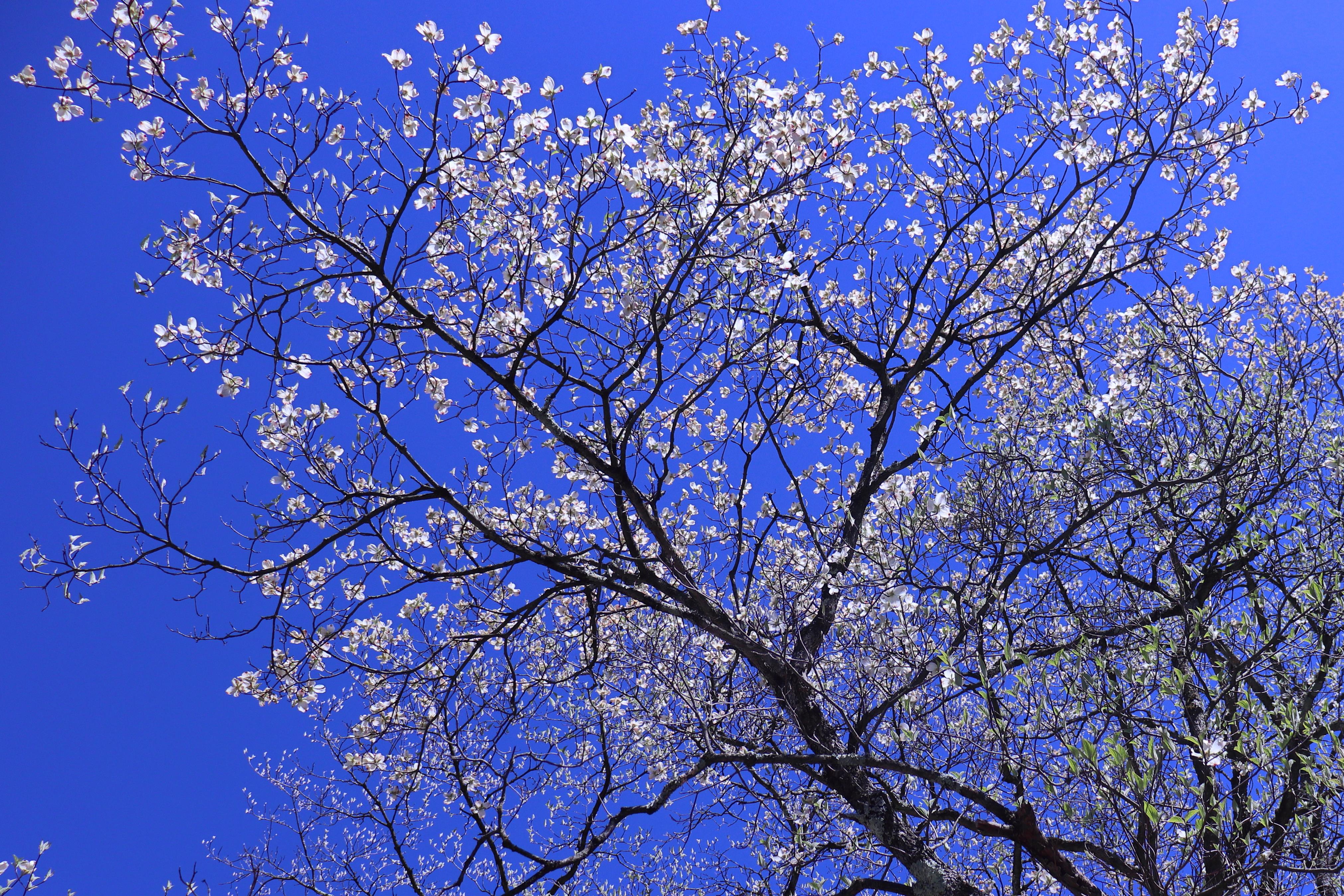 This week’s photo is courtesy of Harvey from Stroudsburg, with this beautiful budding tree! 