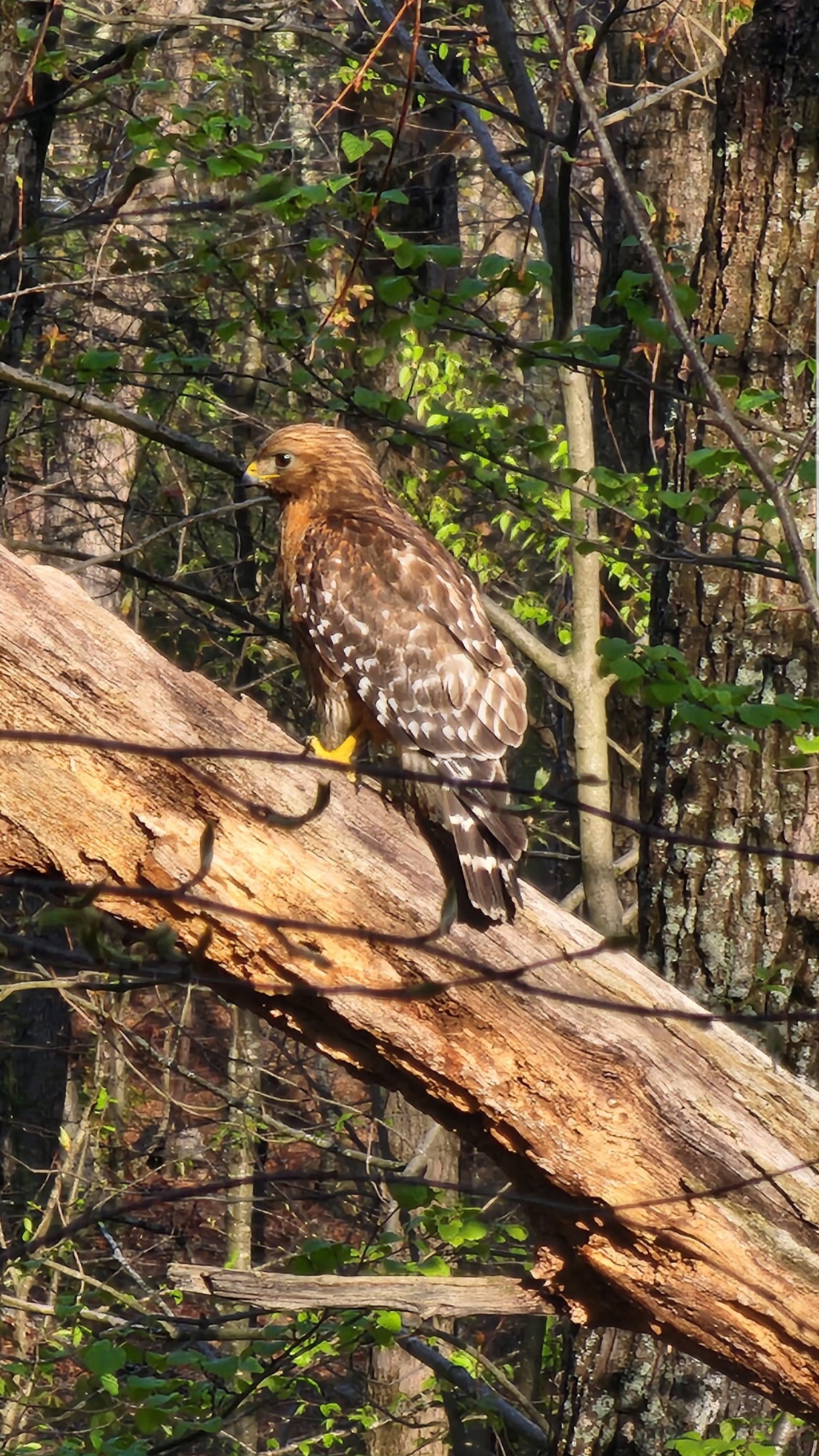 A brown hawk sits on a tree branch facing to the left, staring off into the wooded area that it sits in front of.
