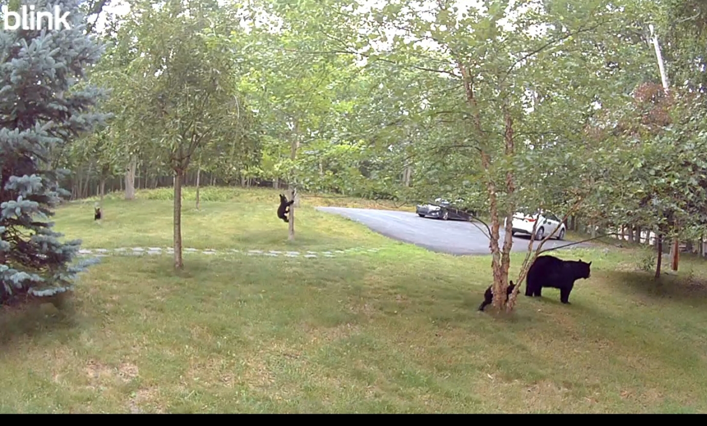 A mother bear and her cubs walk across a front lawn, captured by a home security camera.