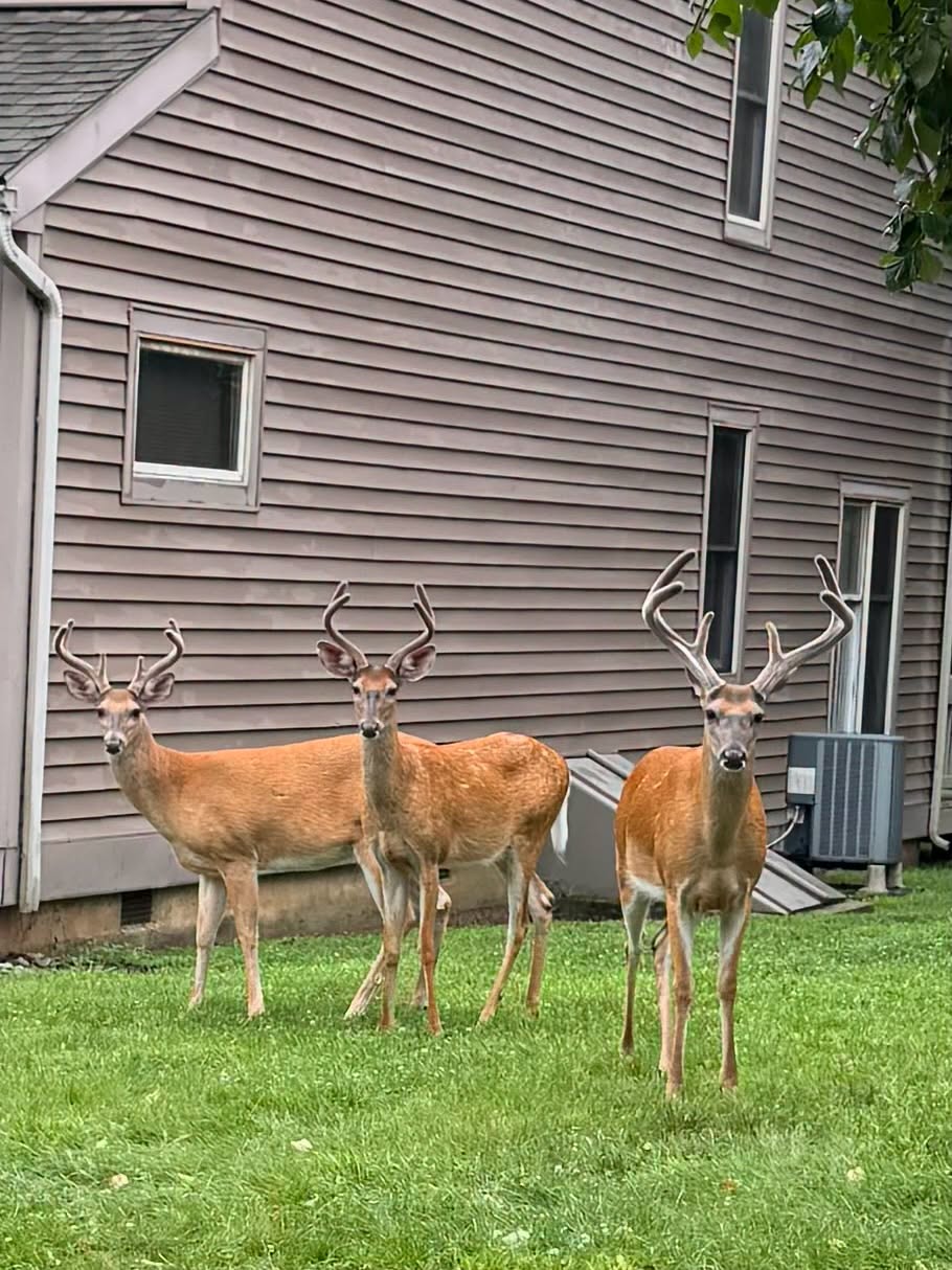 Three bucks with large antlers stand together, all looking attentively toward the camera.