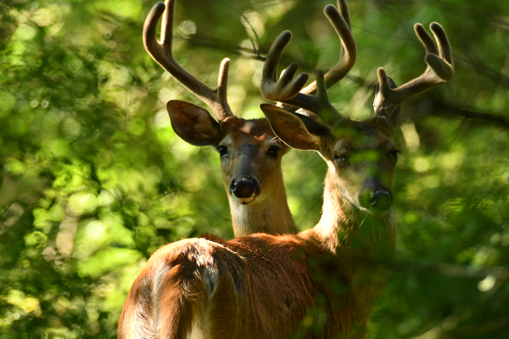 Two deer stare back at the camera through the greenery.