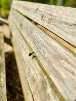 This week ✨ Scenes from the 40th District ✨ is captured by Kristine of Hamilton Township of this charming pollinator.