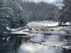 Bill Leonard of Tobyhanna 🦌 crossing the Tobyhanna Creek.