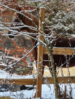 Steven of East Stroudsburg submitted this beautiful horse on Orchard Road ❤