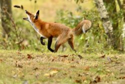 Susan of Stroudsburg