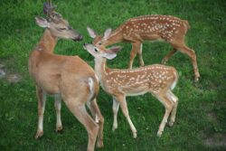 Luis of Effort, displaying the beautiful wildlife the 40th District has to offer!