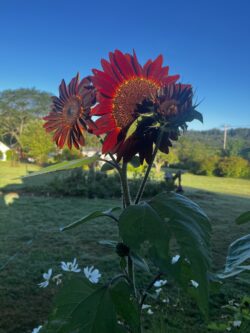 Priscilla from Saylorsburg