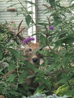 Submission from Marla