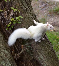Ruth of Stroudsburg, displaying a rare albino squirrel, just part of the beautiful wildlife the 40th District has to offer!
