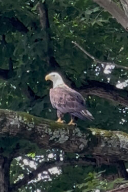 Steve of Smithfield Township, showcasing a beautiful bald eagle in action!