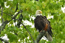 Susan from Stroudsburg