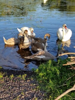 Francis of Pocono Summit of the beautiful Swans at Pocono Summit Lake.