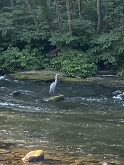 Stephanie of Peckville