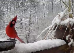 Lisa from East Stroudsburg