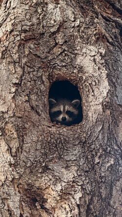 This week’s photo is courtesy of Dakota of Stroudsburg, featuring this raccoon peeking out at the camera. This week’s photo features the face of a small raccoon peeking out from the inside of a tree knot, staring directly into the camera.