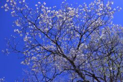 This week’s photo is courtesy of Harvey from Stroudsburg, with this beautiful budding tree! This week’s photo is courtesy of Harvey from Stroudsburg, with this beautiful budding tree!