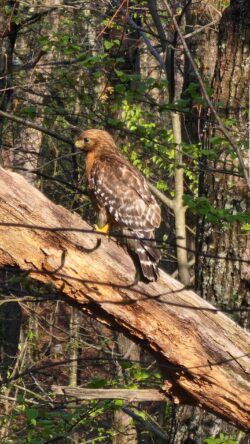 This week’s photo is courtesy of Samantha of East Stroudsburg, with a close-up shot of a hawk! A brown hawk sits on a tree branch facing to the left, staring off into the wooded area that it sits in front of.