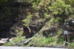 A bald eagle soars through the sky with the road and brush in the background.