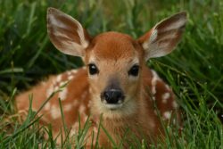 baby deer