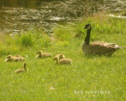 A Canadian Goose leads a group of her babies through the grass on the way to the water. 