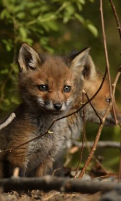A baby fox peaks out behind the brush, with another baby fox right behind it.