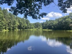 lake amongst trees