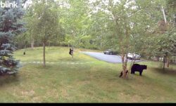 A mother bear and her cubs walk across a front lawn, captured by a home security camera.